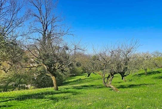 Terrain à bâtir Bernex